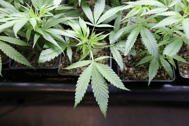 marijuana-plants1.jpg