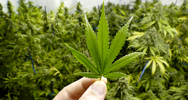marijuana-pot-weed-WEB.jpg