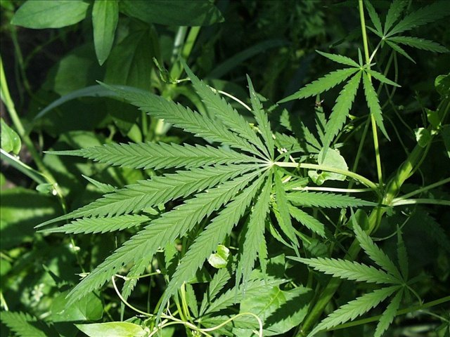 marijuana29.jpg