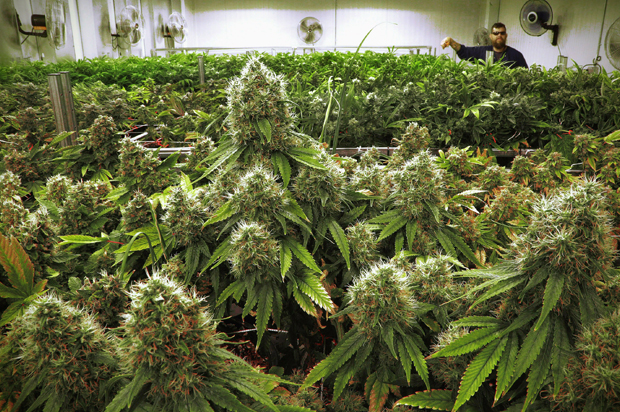 marijuana_grow_room.jpg