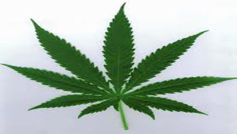 marijuana_leaf.jpeg
