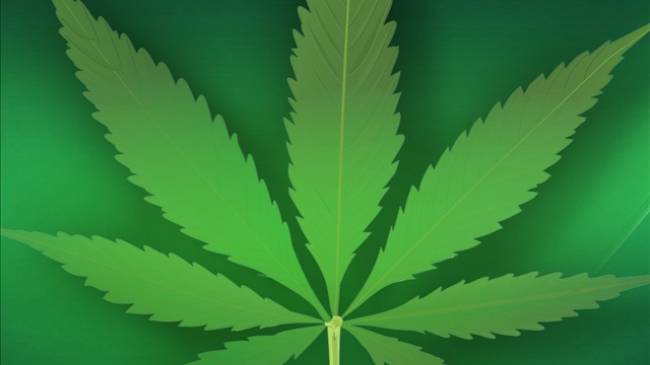marijuana_leaf_display_large.jpg