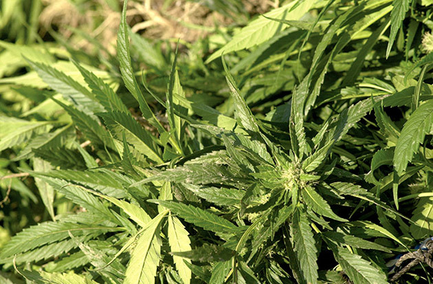 marijuana_leafs1.jpg