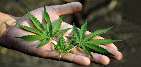 marijuana_leaves_hand_735-350.jpg