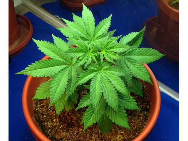 marijuana_plant6.jpg