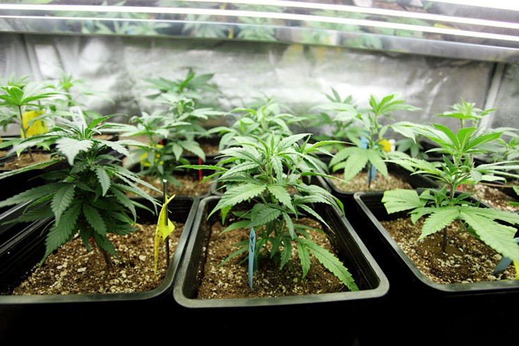 marijuana_plants2.jpg