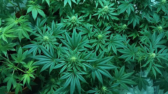 marijuana_plants4.jpg