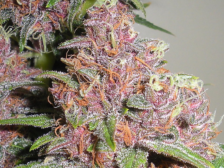 marijuana_purple_bud_photo-2.jpg