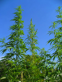 marijuanaplants.jpg
