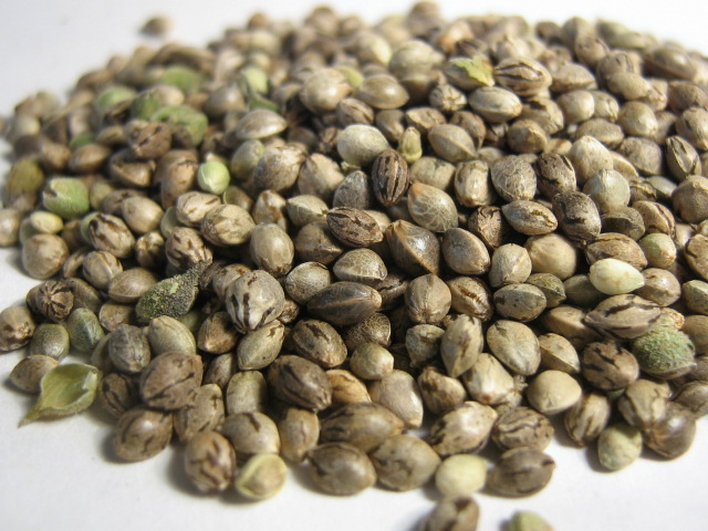 marjuana-seeds.jpg