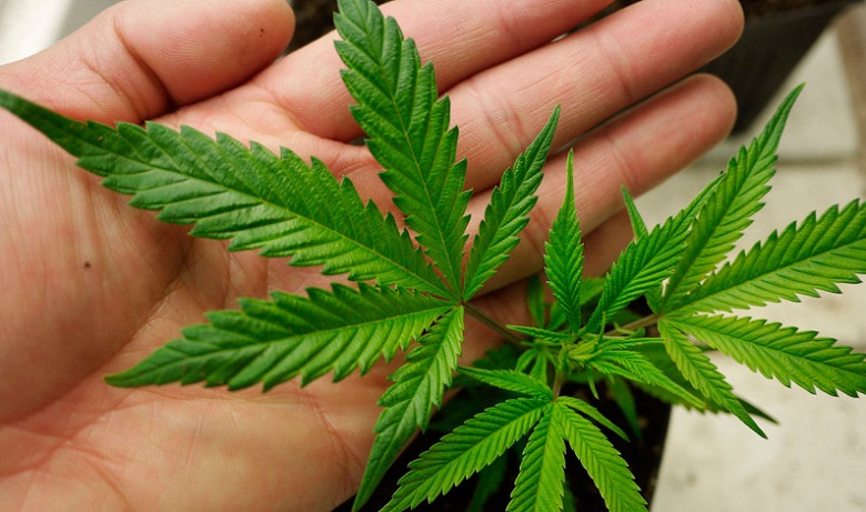 medical-cannabis-leaves.jpg