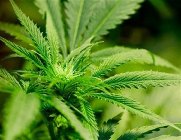 medical-marijuana-in-Paso-Robles1.jpg