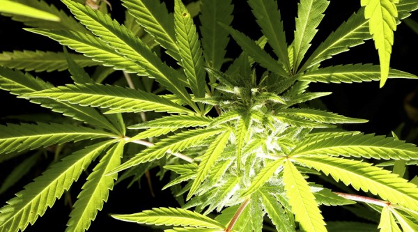 Cannabis30.jpg