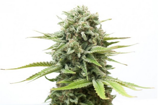 Cannabis_Flower2.jpg