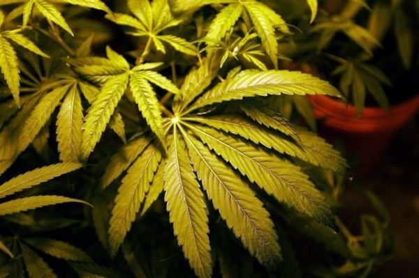 Cannabis_Leaf5.jpg