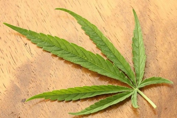 Cannabis_Leaf_Sativa.jpg