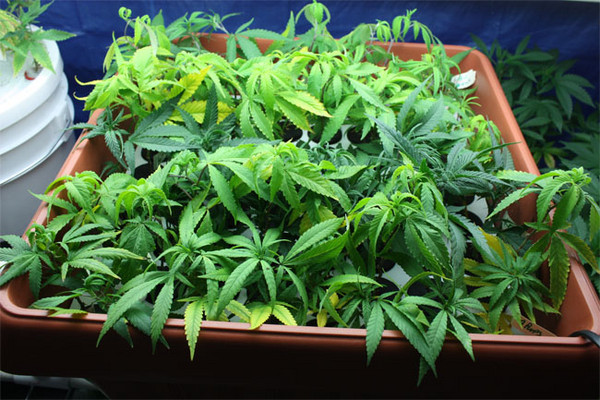 Cannabis_Leaves1.jpg