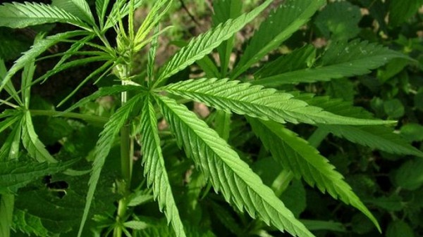 Cannabis_Plant10.JPG