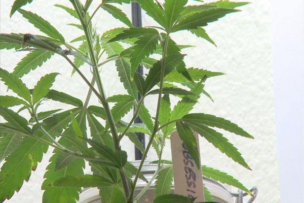 Cannabis_Plant12.JPG