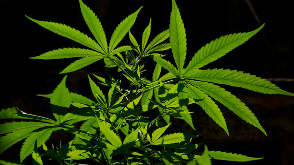 Cannabis_Plant15.jpg