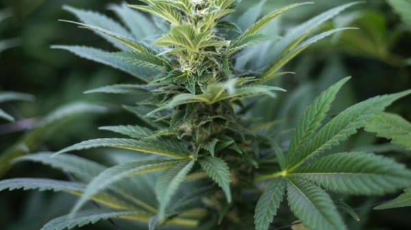 Cannabis_flower15.jpg