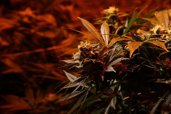 Flowering_Cannabis_Top.jpg