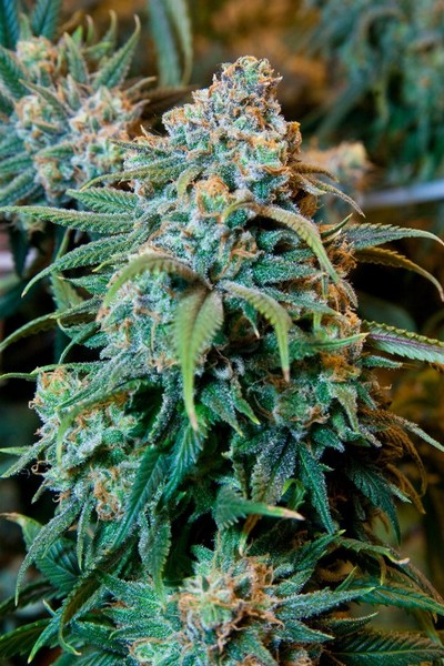Flowering_Cannabis_Top1.jpg