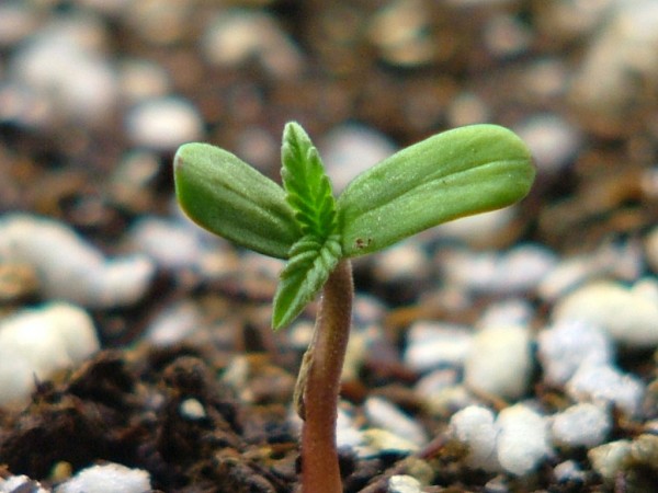 Marijuana-Germination-and-Seedlings-2.jpg