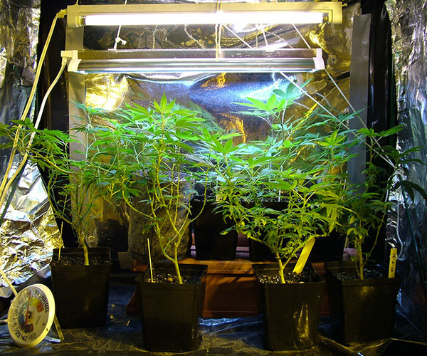 Marijuana-Ligthing-Indoor.jpg