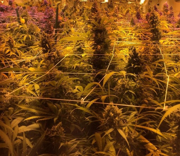 cannabisgroww1.jpg