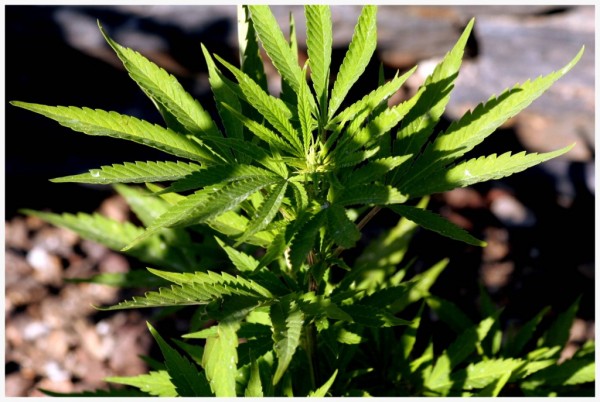 cannabisplant1.jpg