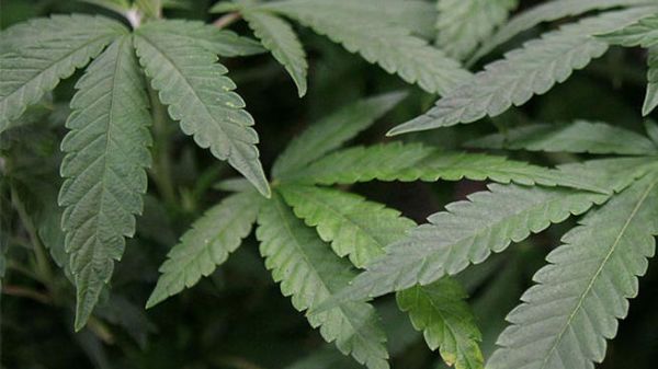 marijuana-leaf1.jpg