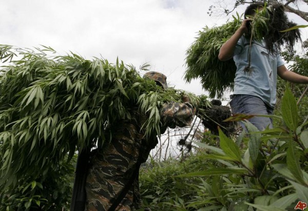 philippines-marijuana-2010-9-2-4-10-15.jpg