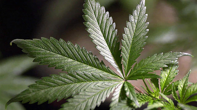 pot-marijuana-plant.jpg