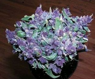 purple_marijuana_bud_Vaporizers_.JPG