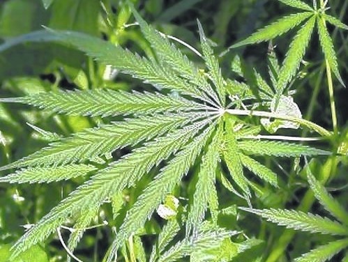 web1_Marijuanaplantcol.jpg