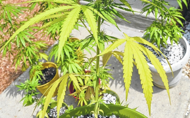 web1_cannabis.jpg