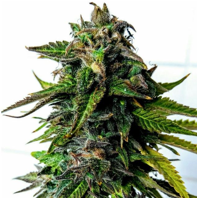blue-strawberries-holy-smoke-female-cannabis-hanfsamen.JPG