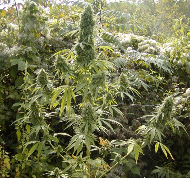 danish-gold-hybrids-from-hell-cannabisseeds-hanfsamen.JPG