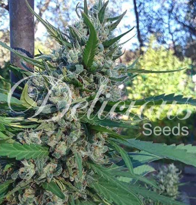 eleven-roses-female_delicious_seeds-hanfsamen-cannabis.JPG