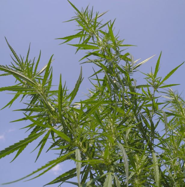 felina-32-nativcanna-cbd-hanfsamen-cannabisseeds.JPG