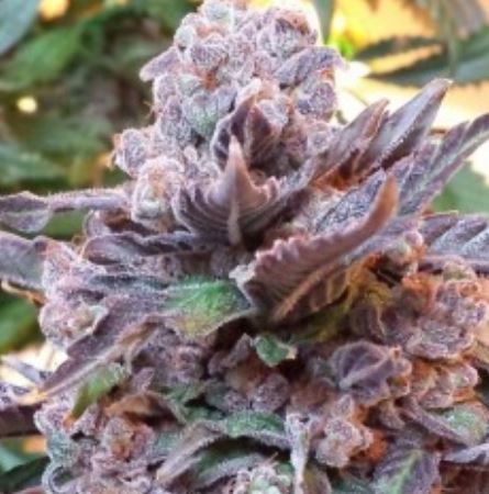 purple-strawberry-bliss_Pheno-Finder-cannabisseeds-hanfsamen.JPG