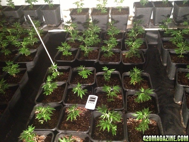 01-casey-jones-day-5-veg-ilovegrowingmarijuana.jpg