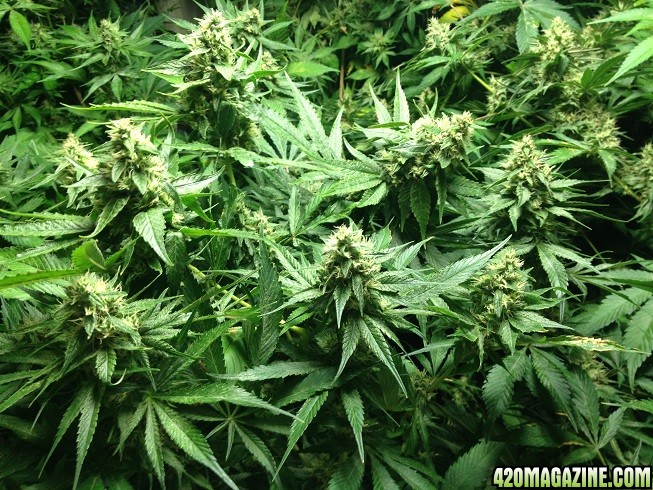 01-casey-jones-marijuana-flowering-week-7.jpg