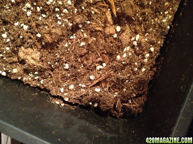 01-dried-out-marijuana-soil.jpg
