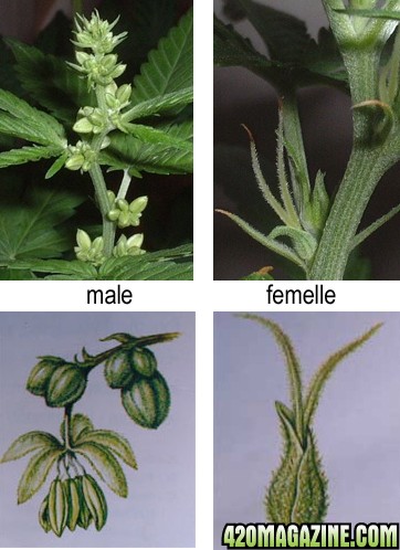 MALE-FEMALE-plant-cannabis.jpg