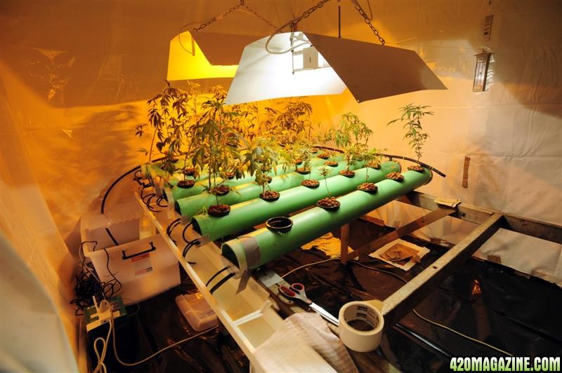 a_sophisticated_hydroponic_setup_with_cannabis_see_5031010449.JPG