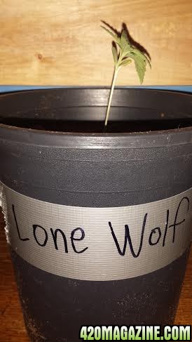 lonewolf2.jpg