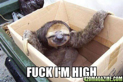 sloth-meme-stoned.jpg