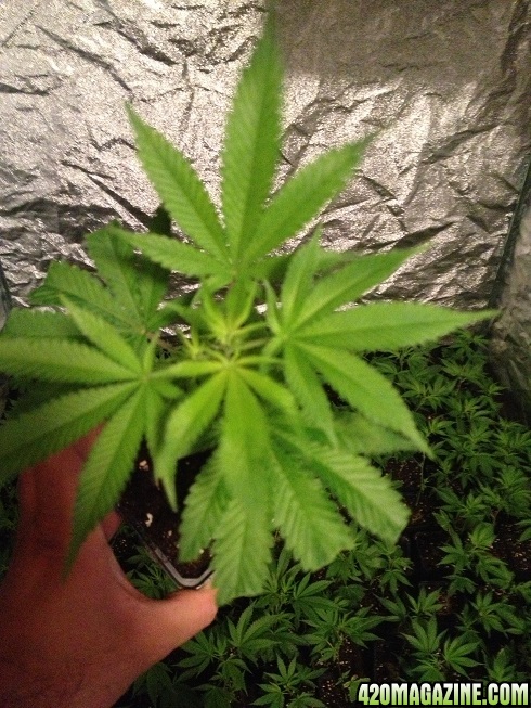 002-healthy-marijuana-clone.JPG